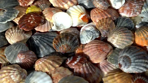 Seashells top view. Shell close-up. Ocean coast. Summer pattern from seashells.  Stock Footage 151694109