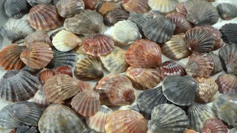 Seashells top view. Shell close-up. Ocean coast. Summer pattern from seashells.  Stock Footage 151694785