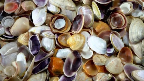 Seashells top view. Shell close-up. Ocean coast. Summer pattern from seashells.  Stock Footage 151694939