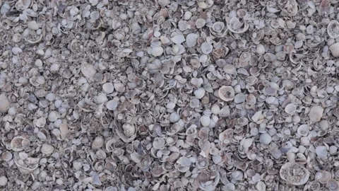 Seashells top view. Shell close-up. Ocean coast. Summer pattern from seashells Stock Footage 161155179
