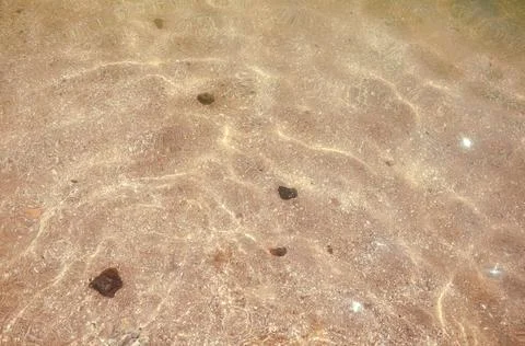 Seashells top view. Shell close-up. Ocean coast. Summer pattern from seashell Stock Photos