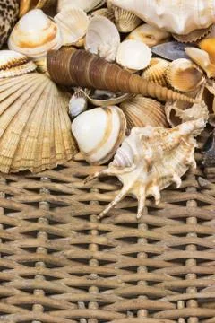 Seashells  in the upper side of old wicker baket. Vertically. Stock Photos