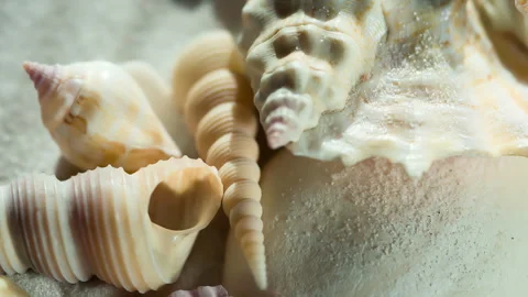 Seashells from Vacation 4K 422 Stock Footage 345045113