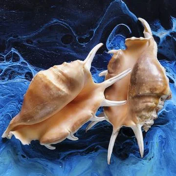Seashells on a variegated background Stock Photos
