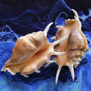 Seashells on a variegated background Stock Photos