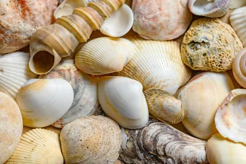 Seashells of various shapes and types. Background Stock Photos