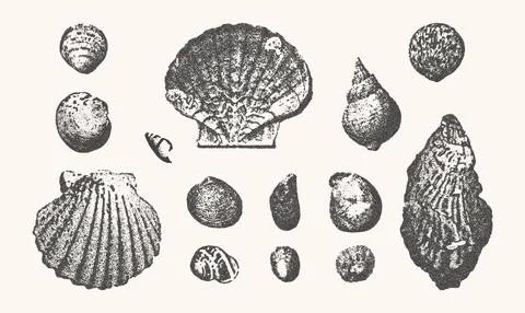 Seashells vector illustration collection. Trendy stippling photocopy effect Illustrazione stock