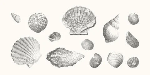 Seashells vector illustration collection. Trendy stippling photocopy effect Stock Illustration