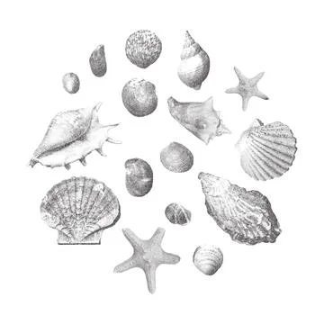 Seashells vector illustration collection. Trendy stippling photocopy effect Stock Illustration
