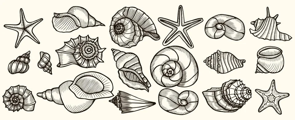 Seashells vector set. Stock Illustration