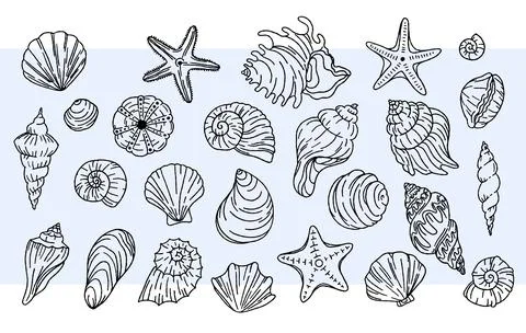 Seashells vector set. Linear black and white illustrations. Doodle. Vector .. Stock Illustration