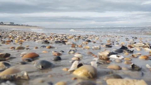 Seashells by Vilano Stock Photos