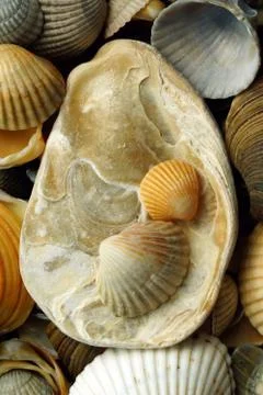 Seashells. wallpapers for your phone. Stock-Fotos