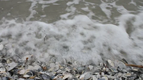 Seashells washed out by waves at shore Vidéo 22573151