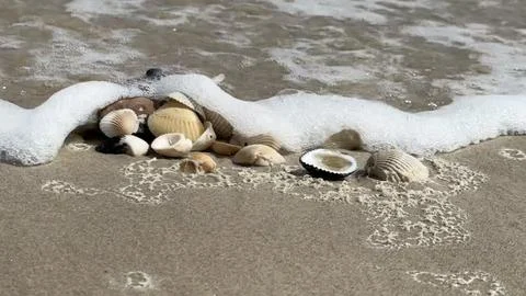 Seashells in the water on the beach Stock Photos