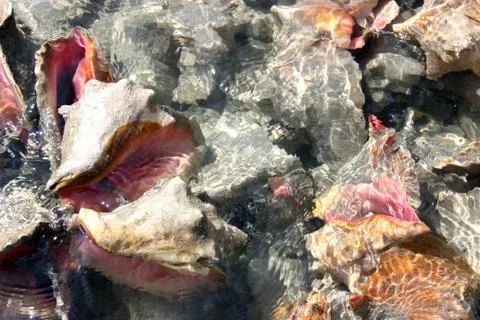 Seashells in the Water Stock Photos