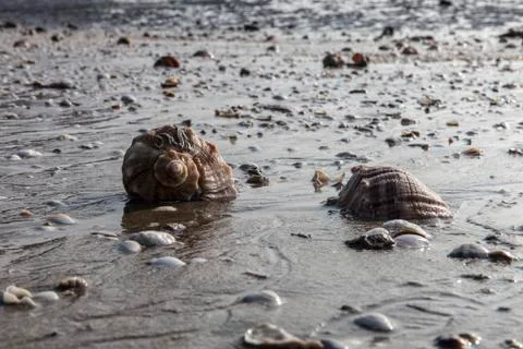 Seashells on wet sand Stock Photos