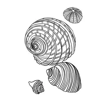 Seashells on white background black lines Stock Illustration
