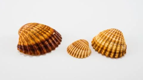 Seashells on a white background Stock Photos
