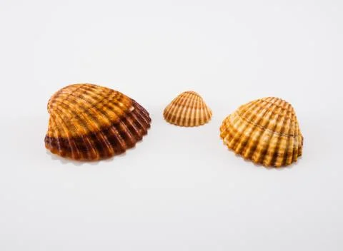 Seashells on a white background Stock Photos