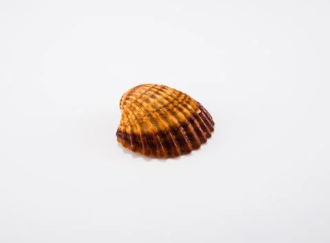 Seashells on a white background 写真素材