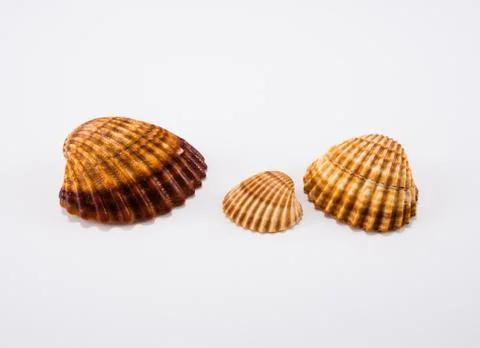 Seashells on a white background Stock Photos