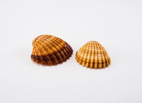 Seashells on a white background Stock Photos