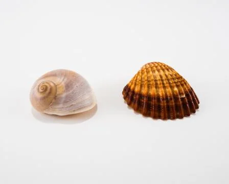Seashells on a white background Stock Photos