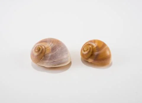 Seashells on a white background Stock Photos