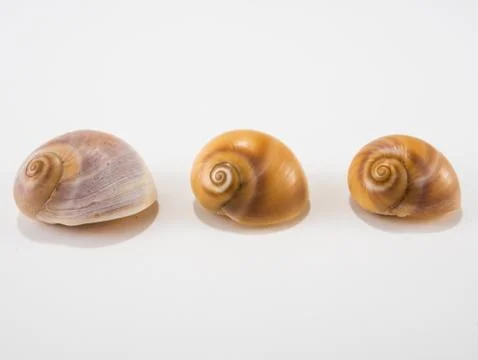 Seashells on a white background Stock Photos