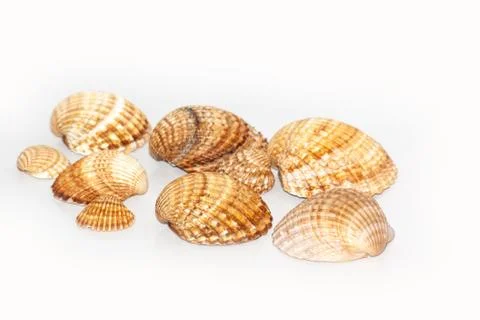 Seashells on white background Stock Photos
