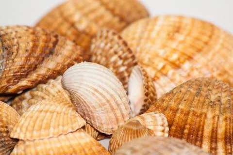Seashells on white background Stock Photos