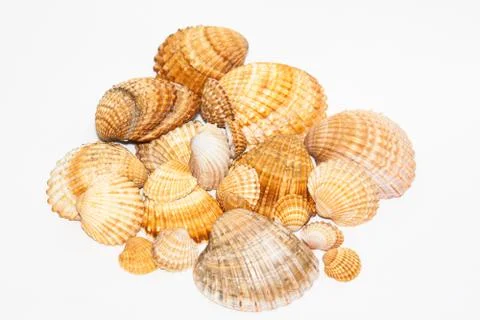Seashells on white background Stock Photos