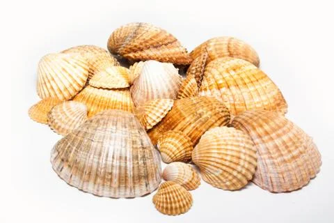 Seashells on white background Stock Photos