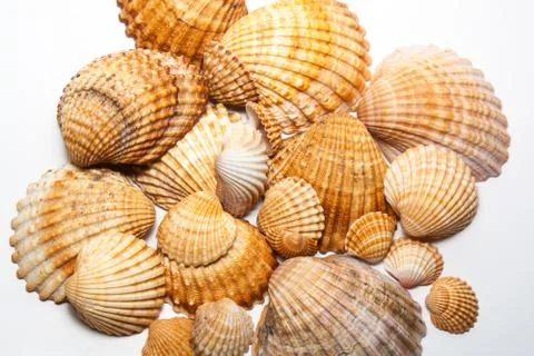 Seashells on white background Stock Photos