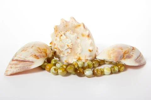 Seashells on a white background Stock Photos