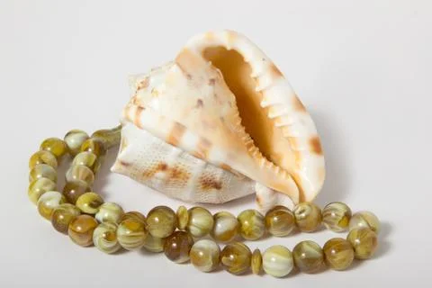 Seashells on a white background Stock Photos