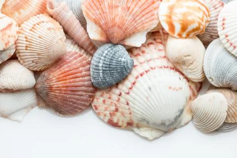 Seashells on a white background. Stock Photos
