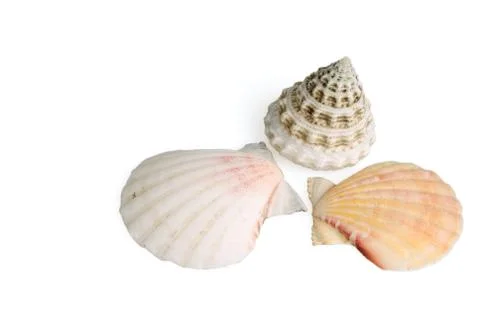 Seashells on white background Stock Photos