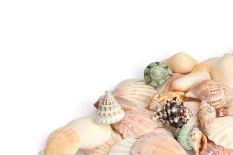 Seashells on white background Stock Photos