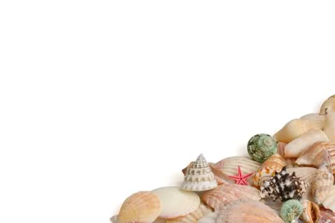 Seashells on white background Stock Photos