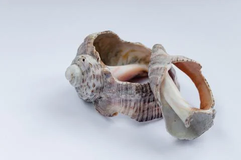 Seashells on white  background Stock Photos