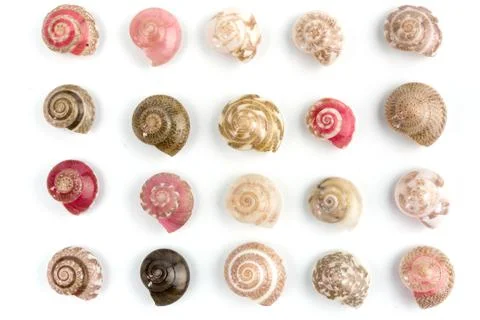 Seashells, white background Stock Photos