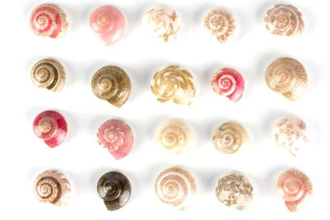 Seashells, white background Stock Photos