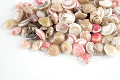 Seashells, white background Stock Photos