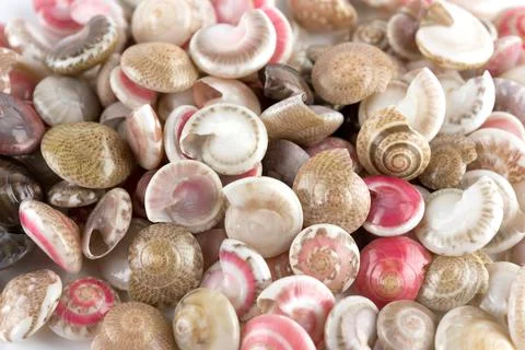 Seashells, white background Stock Photos
