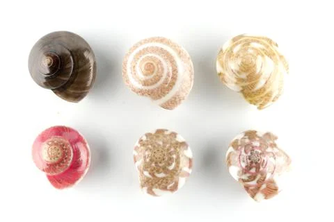 Seashells, white background Stock Photos