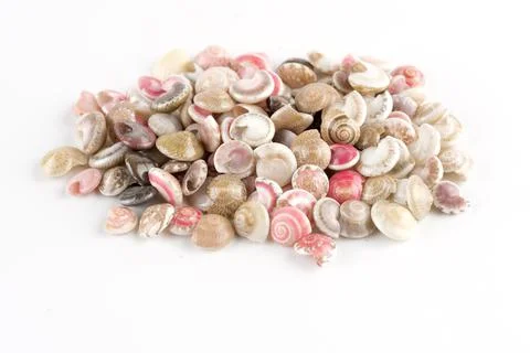 Seashells, white background Stock Photos