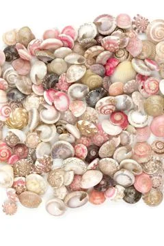 Seashells, white background 스톡 사진