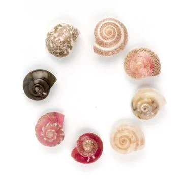 Seashells, white background Stock Photos